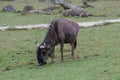 Hairy brown gnu eating grass Royalty Free Stock Photo