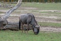 Hairy brown gnu eating grass Royalty Free Stock Photo