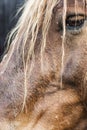 Brown horse head portrait close up Royalty Free Stock Photo