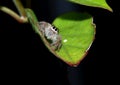 Hairy, brown jumping spider on a leaf