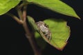 Hairy, brown jumping spider on a leaf