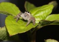 Hairy, brown jumping spider on a leaf