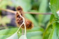 Hairy brown large caterpillar Oak egga, Lasiocampa quercus on green leaf Royalty Free Stock Photo