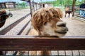 The hairy brown muzzle of a funny alpaca standing behind a fence