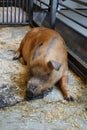 Hairy brown pig relaxing and taking a nap . Detailed shot of bristles . red river hog potamochoerus bush pig chilling and sleeping Royalty Free Stock Photo