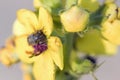 Hairy brown weevil on a yellow flower blossom Royalty Free Stock Photo
