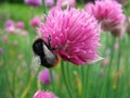 Hairy bumblebee close up on a purple magenta allium ornamental onion flower Royalty Free Stock Photo