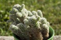 Hairy cactus with bokeh background Royalty Free Stock Photo