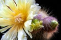 Hairy cactus in full bloom and bud, Notocactus Leninghausii