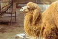 Close-up of the camel Royalty Free Stock Photo