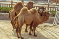 Close-up of the camel Royalty Free Stock Photo