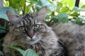 Hairy cat in garden 01 Royalty Free Stock Photo