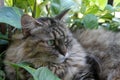 Hairy cat in garden 06 Royalty Free Stock Photo