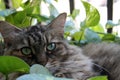 Hairy cat in garden Royalty Free Stock Photo