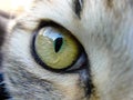 Hairy cat close up on eye Royalty Free Stock Photo