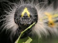 Hairy caterpillar Royalty Free Stock Photo