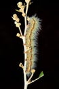 Hairy caterpillar Royalty Free Stock Photo