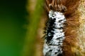 Hairy caterpillar Royalty Free Stock Photo