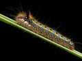 Hairy caterpillar Royalty Free Stock Photo