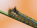 Hairy caterpillar Royalty Free Stock Photo