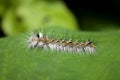 Hairy Caterpillar Royalty Free Stock Photo