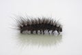 Hairy caterpillar Royalty Free Stock Photo