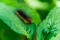 Hairy caterpillar Royalty Free Stock Photo