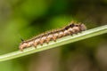 Hairy caterpillar of butterfly silkworm Royalty Free Stock Photo