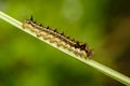 Hairy caterpillar of butterfly silkworm Royalty Free Stock Photo
