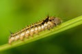 Hairy caterpillar of butterfly silkworm Royalty Free Stock Photo