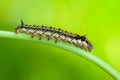 Hairy caterpillar of butterfly silkworm Royalty Free Stock Photo
