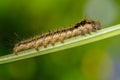 Hairy caterpillar of butterfly silkworm Royalty Free Stock Photo