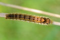 Hairy caterpillar of butterfly silkworm