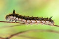 Hairy caterpillar of butterfly silkworm Royalty Free Stock Photo
