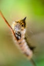 Hairy caterpillar of butterfly silkworm