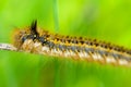 Hairy caterpillar of butterfly silkworm Royalty Free Stock Photo