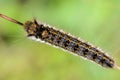 Hairy caterpillar of butterfly silkworm Royalty Free Stock Photo