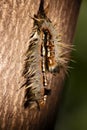 Hairy Caterpillar of the Cape Lappet Moth 13149