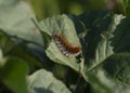 Hairy caterpillar with distinct orange stripe on green leaf Royalty Free Stock Photo
