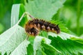 Caterpillar of Drinker on grass leaf Royalty Free Stock Photo