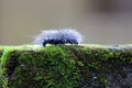 Hairy caterpillar eating moss