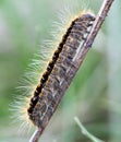 Hairy caterpillar