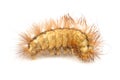 Hairy Caterpillar Isolated on White Background Royalty Free Stock Photo