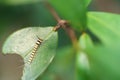 A hairy caterpillar on a leaf Royalty Free Stock Photo
