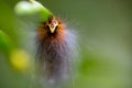 Hairy caterpillar macro portrait Royalty Free Stock Photo