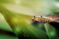 Hairy Caterpillar, Tussock Moth, Halysidota species,macro Royalty Free Stock Photo