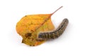 Hairy caterpillar worm on a leaf. isolated on white