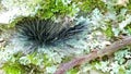 Hairy caterpillars Royalty Free Stock Photo