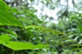 Hairy caterpillars crawling down and looking surrounding on a vertical silk line