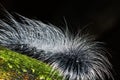 Hairy caterpillars